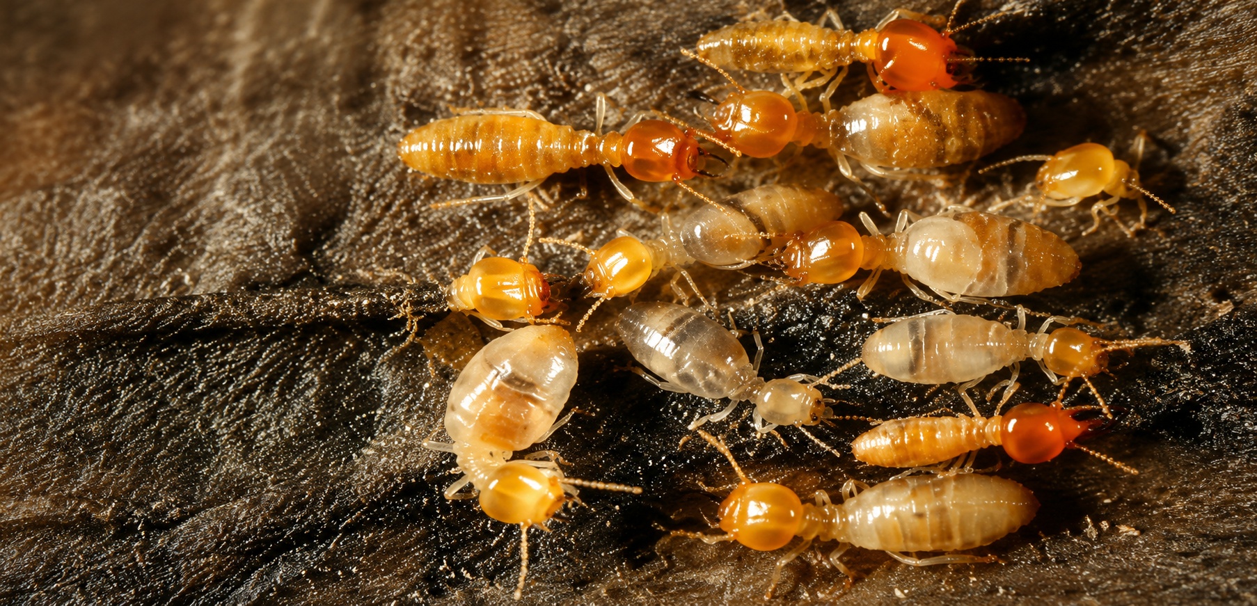 Anti-termite treatment in progress